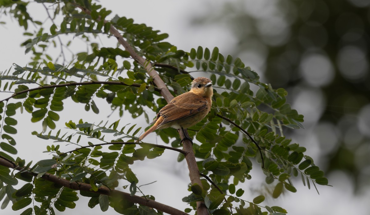 Chestnut-crowned Becard - ML640321333