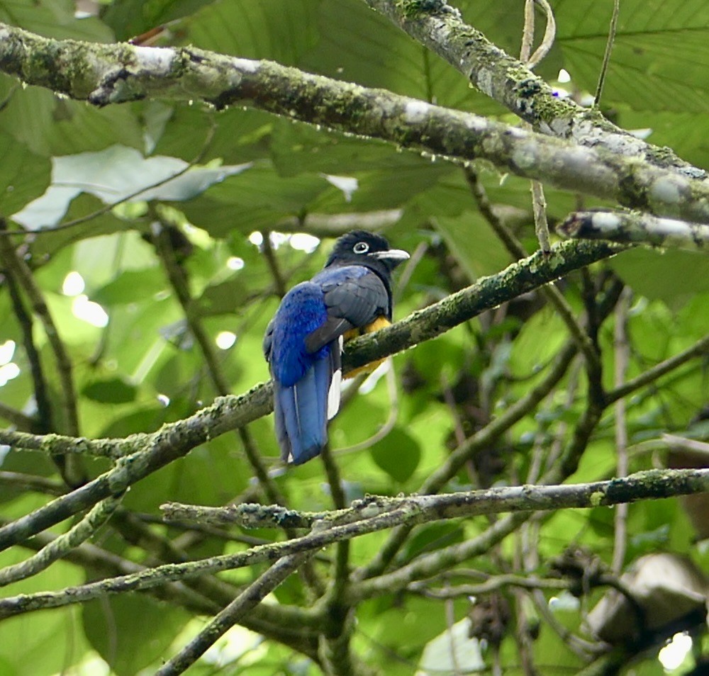 Green-backed Trogon - ML640321336