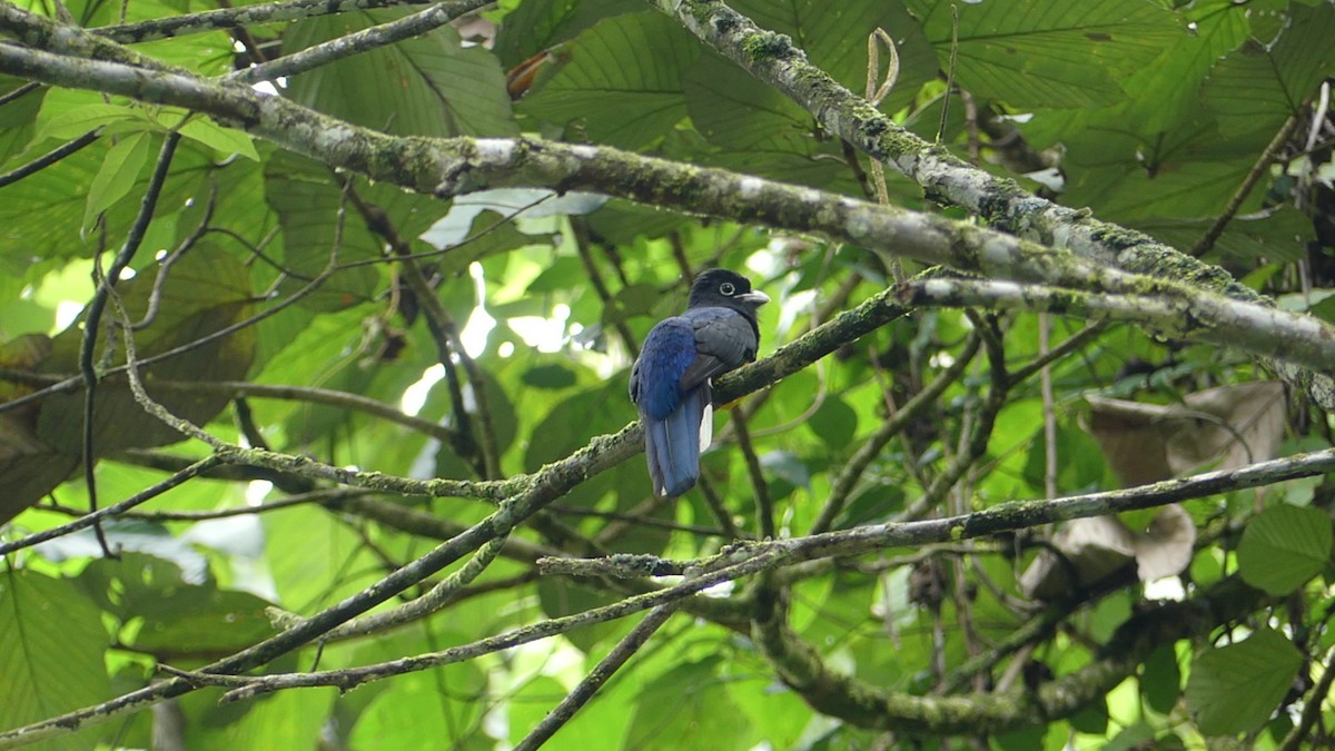 Green-backed Trogon - ML640321337