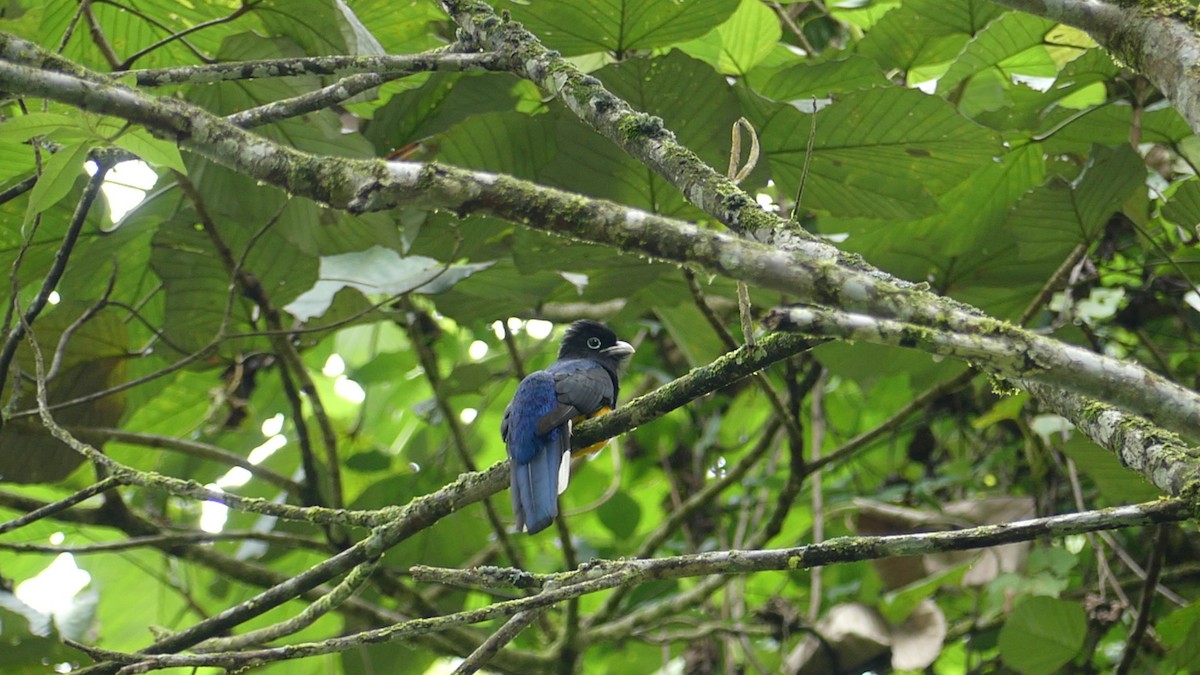 Green-backed Trogon - ML640321338