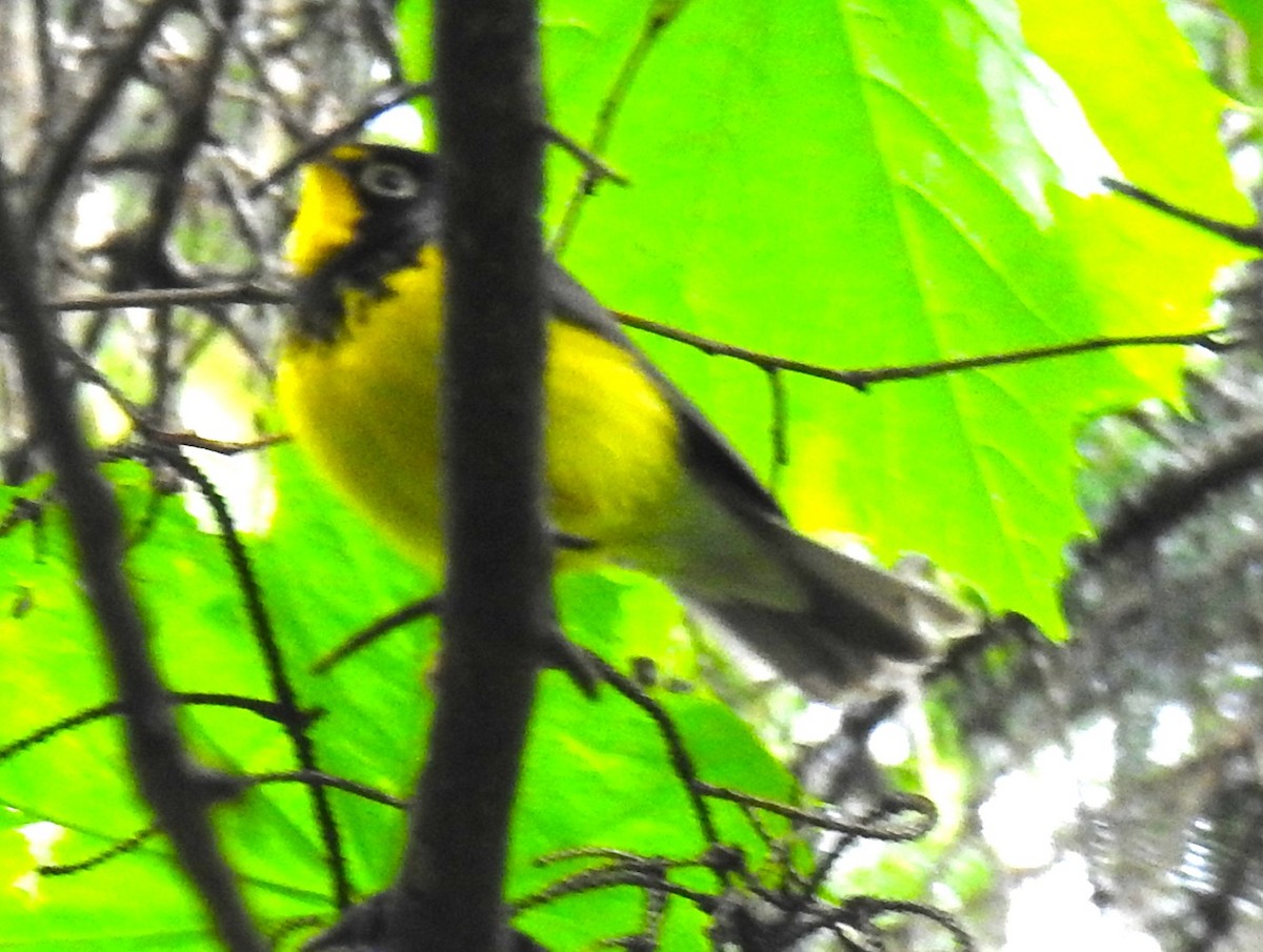 Canada Warbler - ML640321340