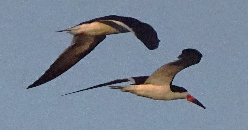 Black Skimmer - ML640321343
