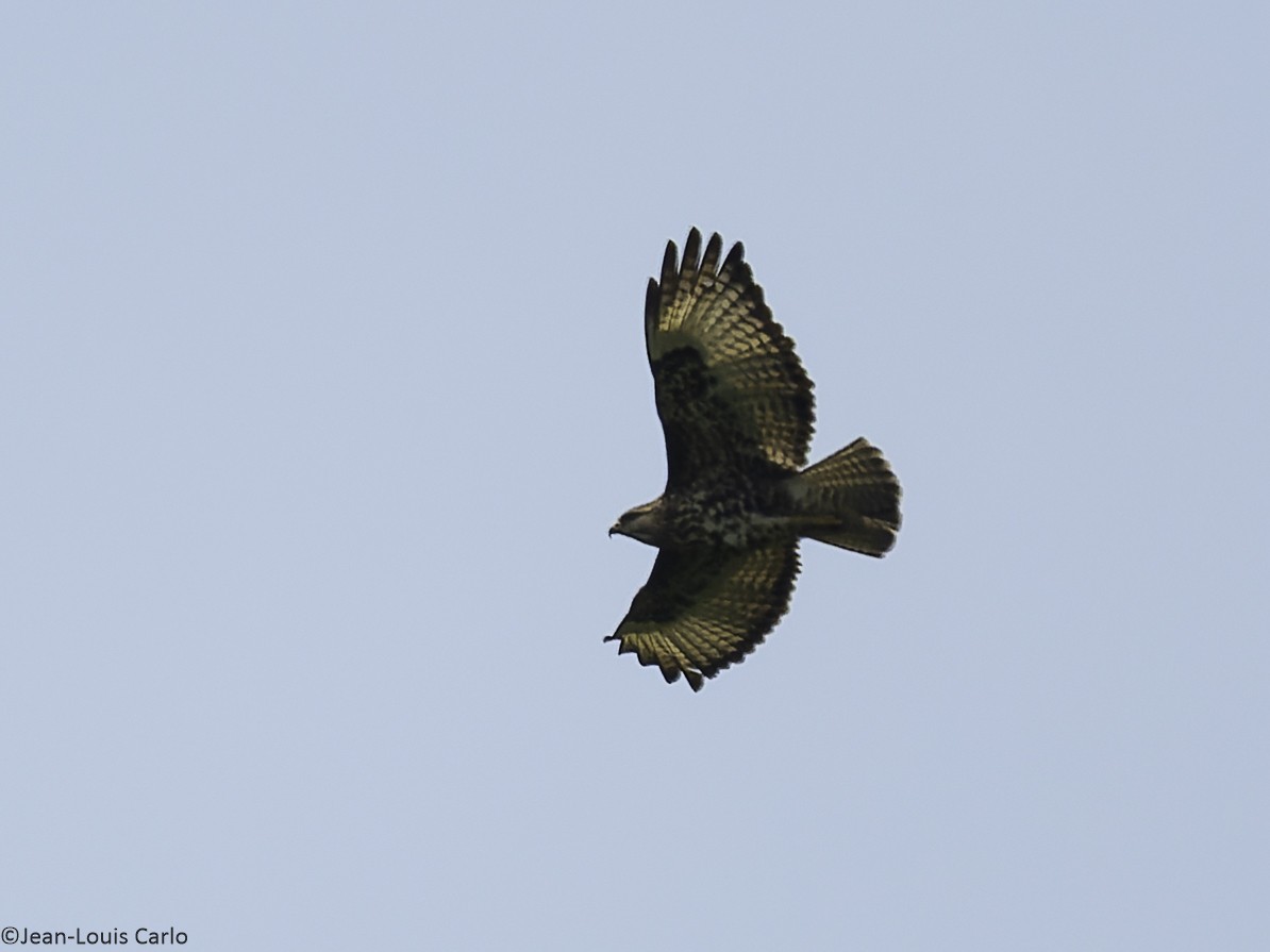Mountain Buzzard - ML640321344