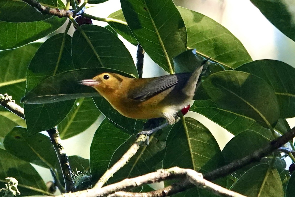 Prothonotary Warbler - ML640321349