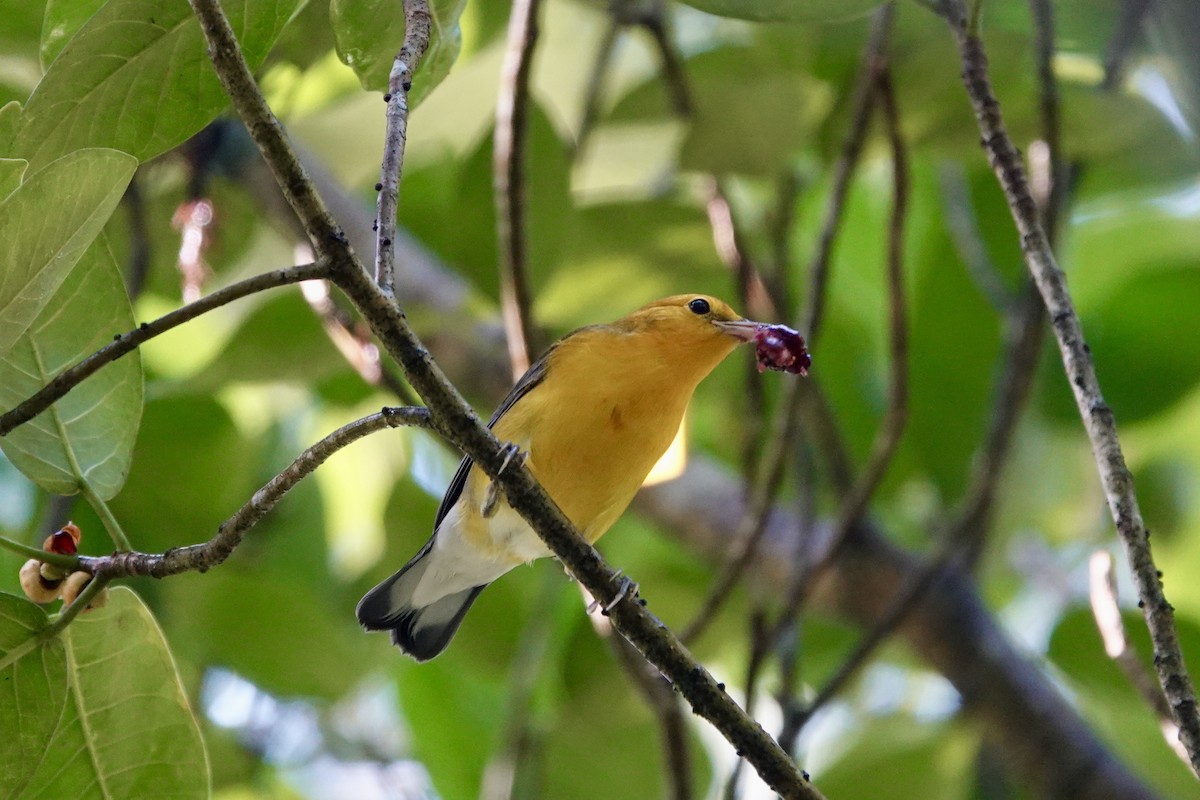 Prothonotary Warbler - ML640321350