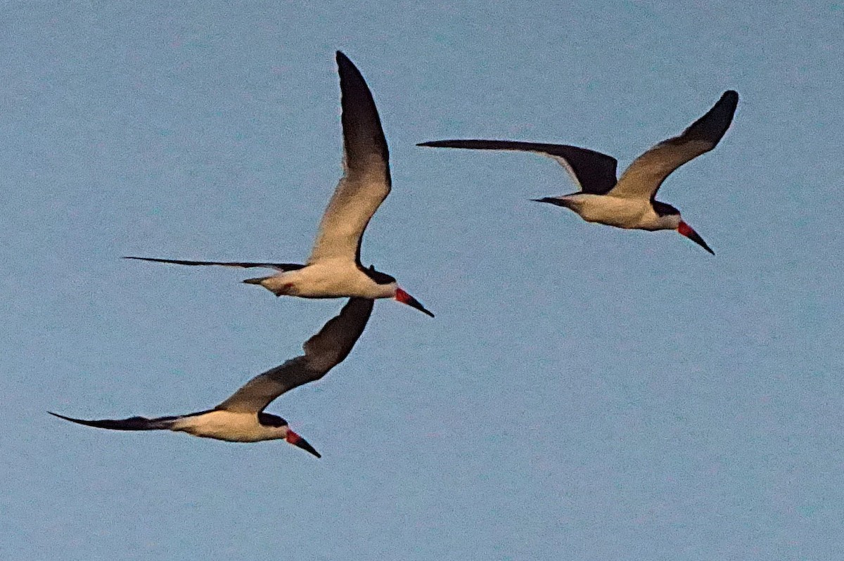 Black Skimmer - ML640321351