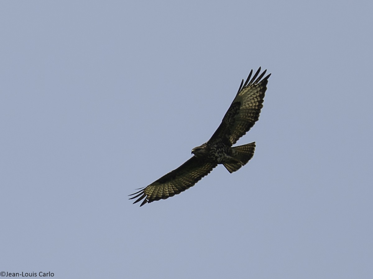 Mountain Buzzard - ML640321355