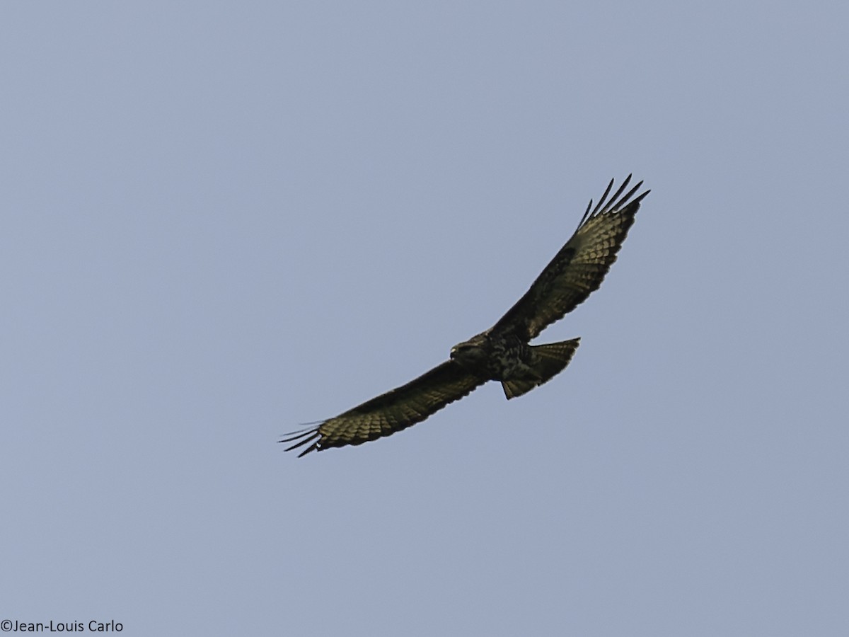 Mountain Buzzard - ML640321356