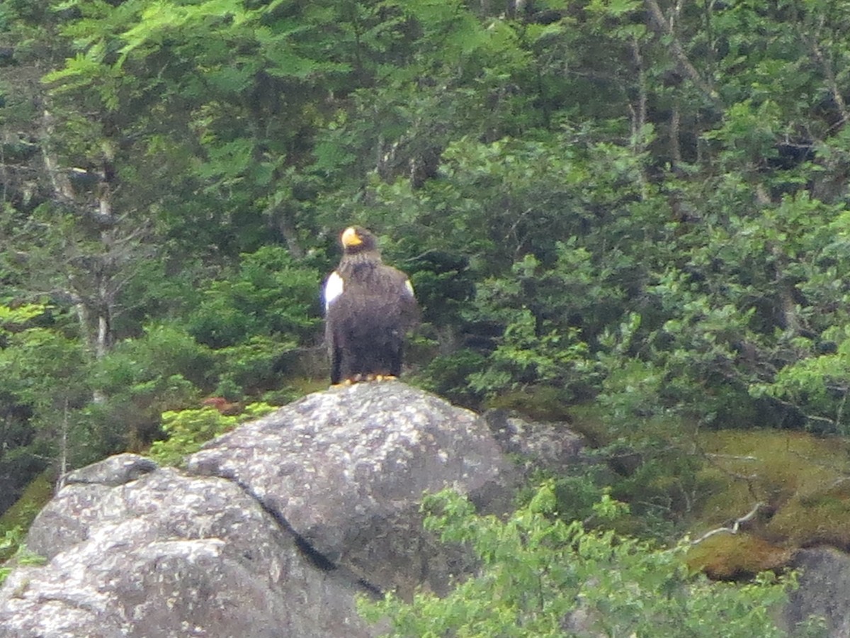 Steller's Sea-Eagle - ML640321387
