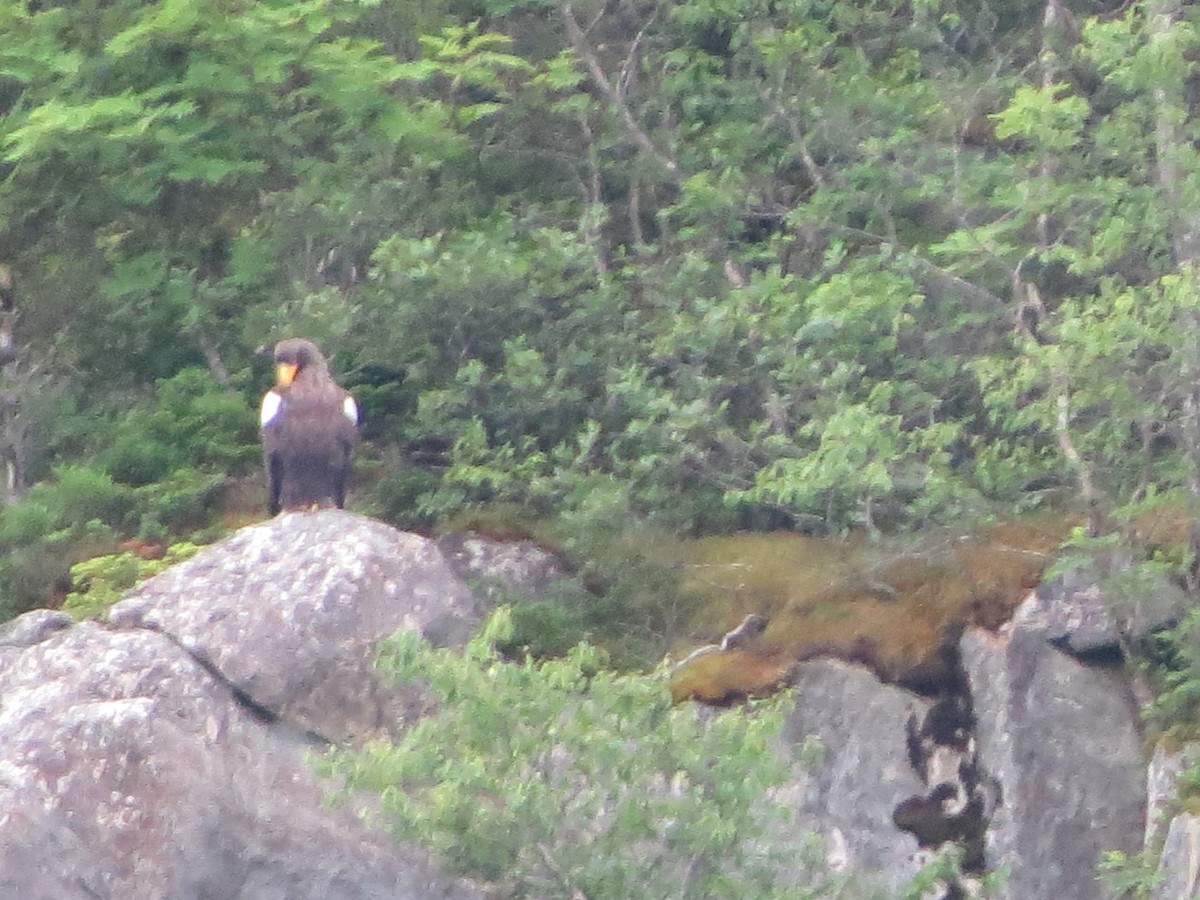 Steller's Sea-Eagle - ML640321388