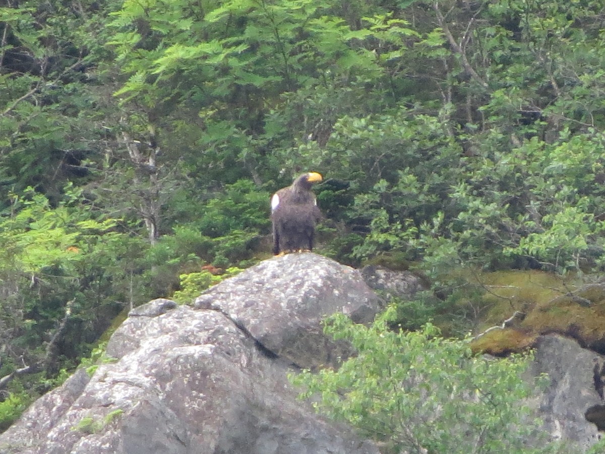 Steller's Sea-Eagle - ML640321389