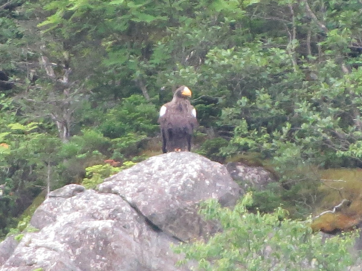 Steller's Sea-Eagle - ML640321390