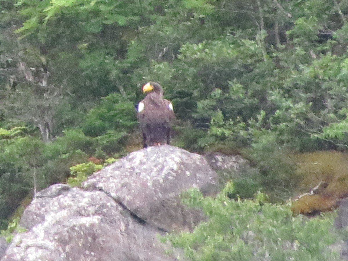 Steller's Sea-Eagle - ML640321391