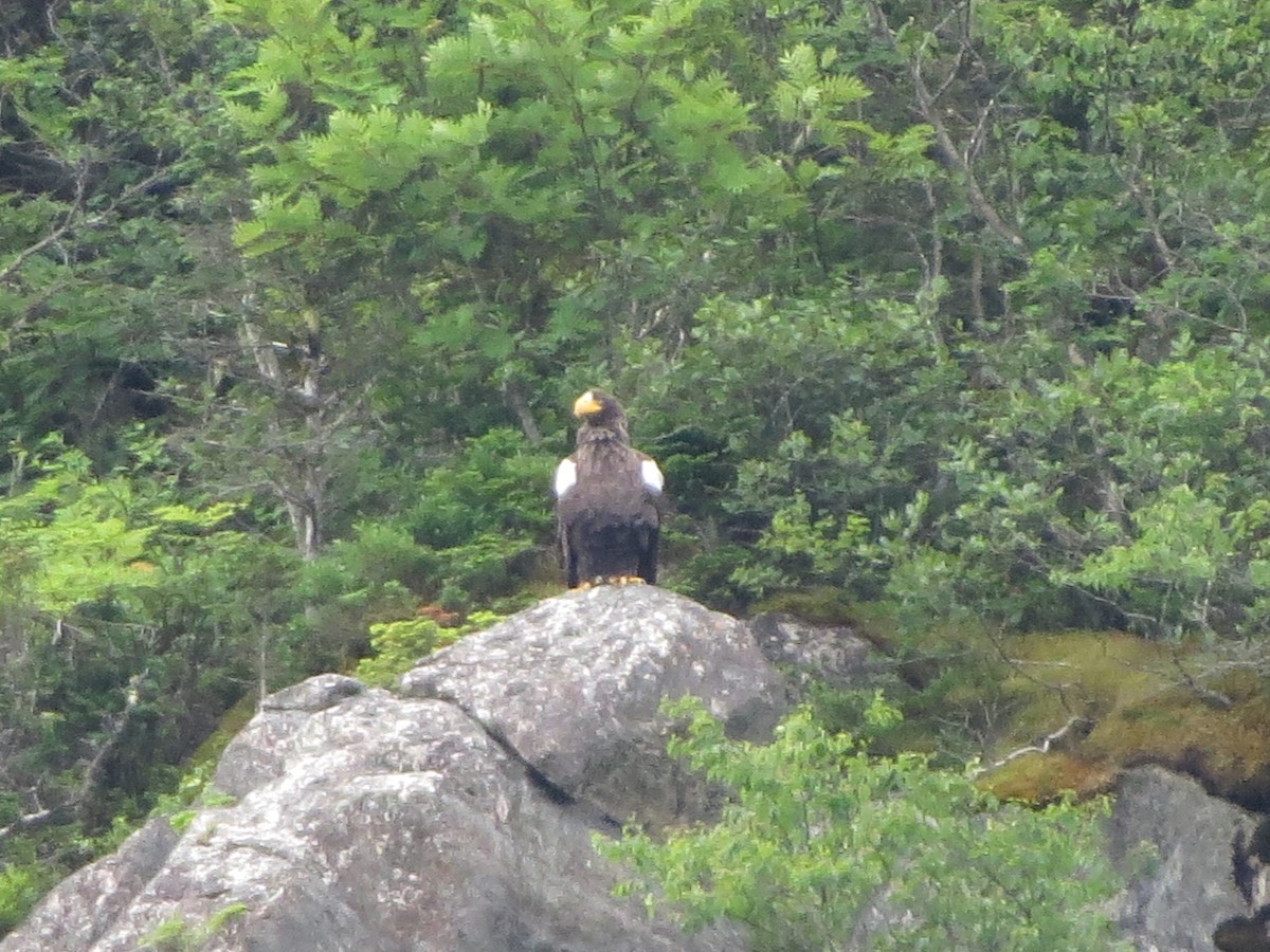 Steller's Sea-Eagle - ML640321392