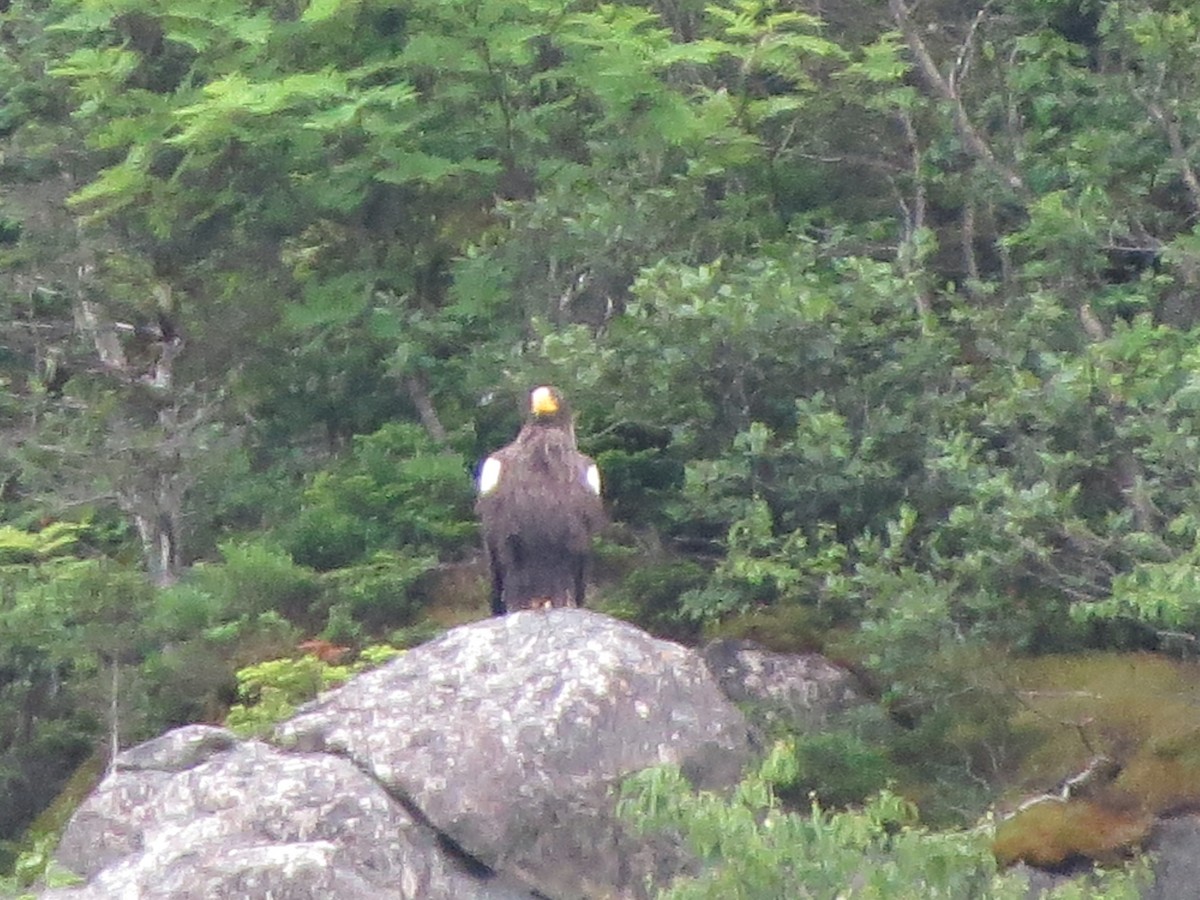Steller's Sea-Eagle - ML640321394