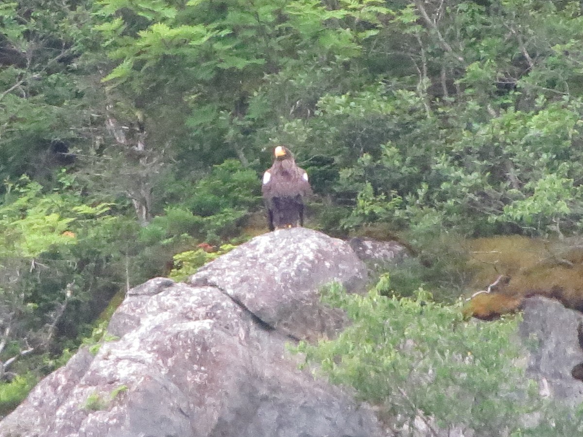 Steller's Sea-Eagle - ML640321396