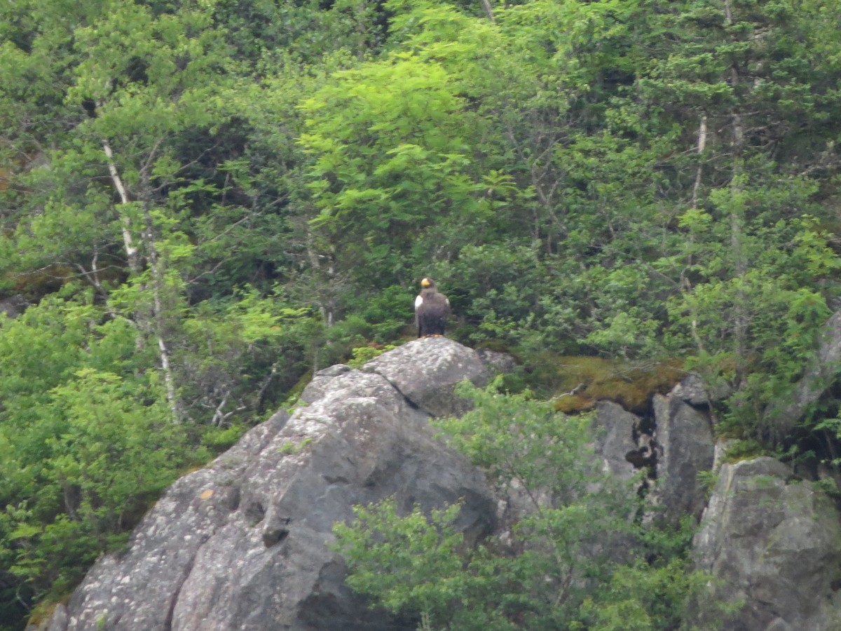 Steller's Sea-Eagle - ML640321398