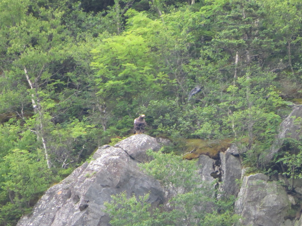 Steller's Sea-Eagle - ML640321399