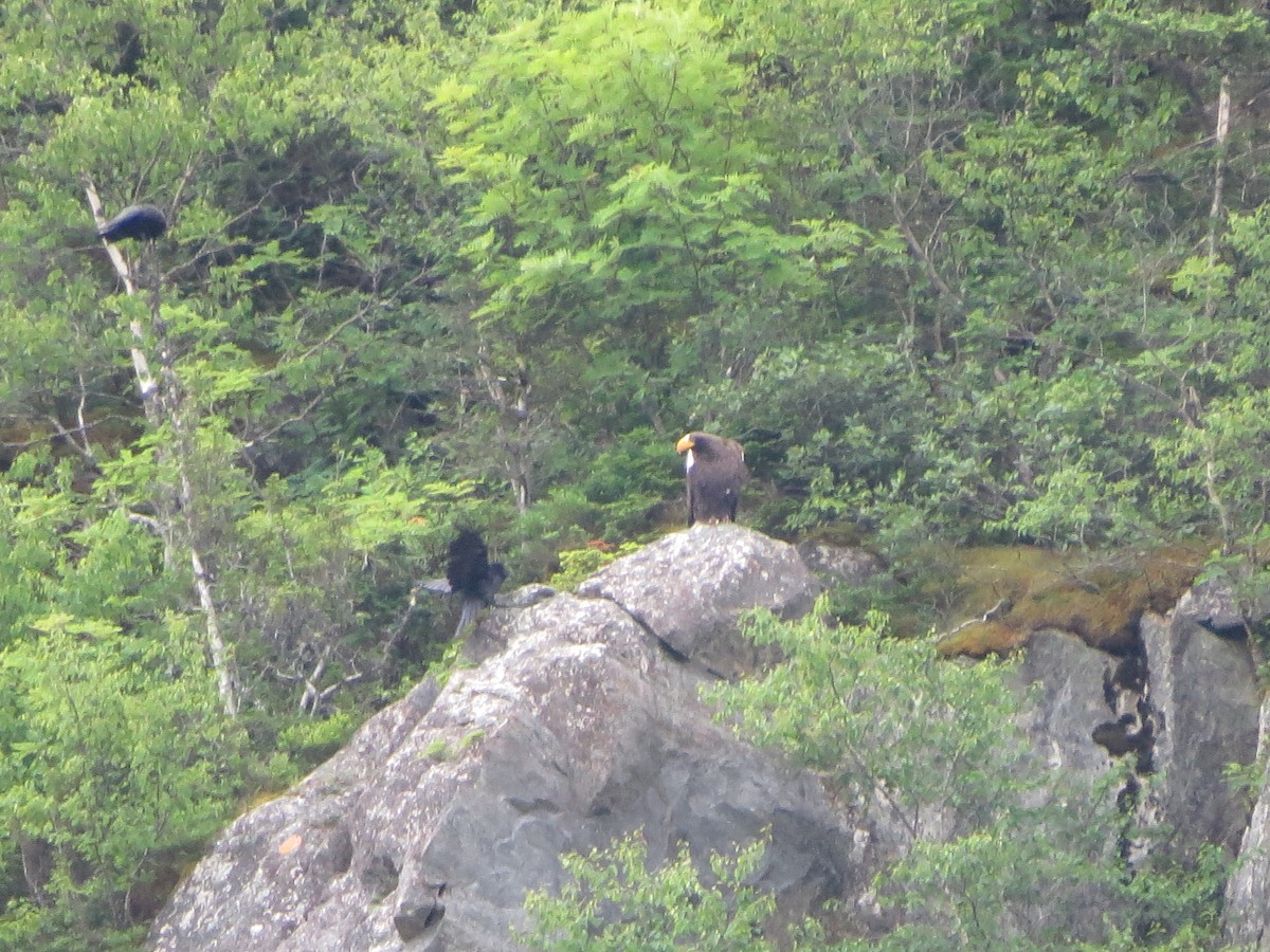 Steller's Sea-Eagle - ML640321400