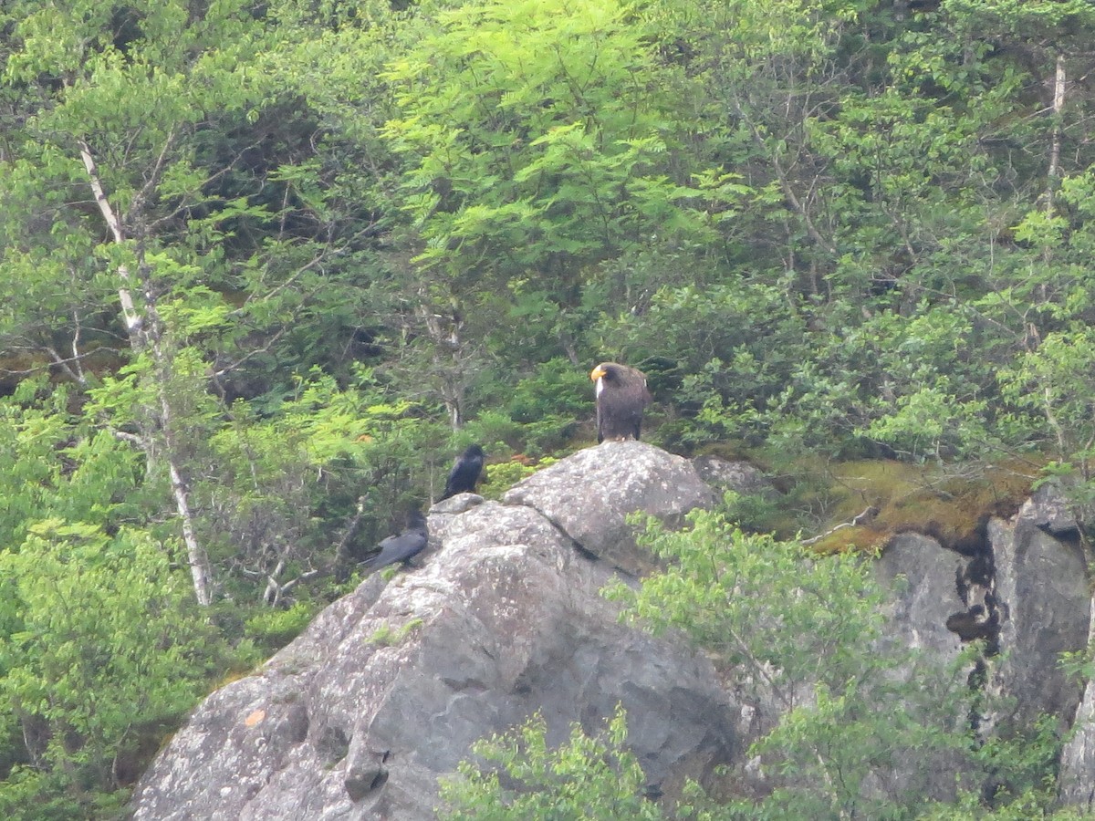Steller's Sea-Eagle - ML640321401
