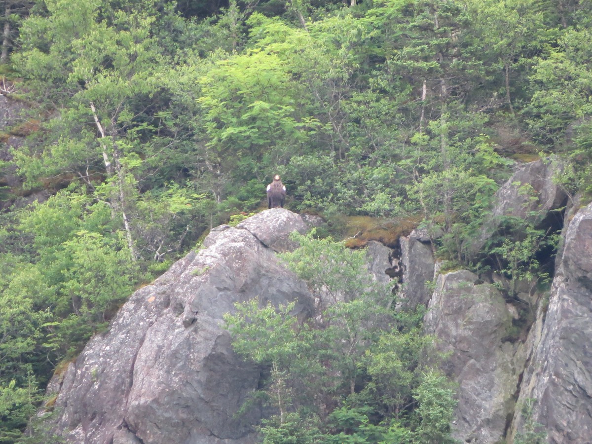 Steller's Sea-Eagle - ML640321402