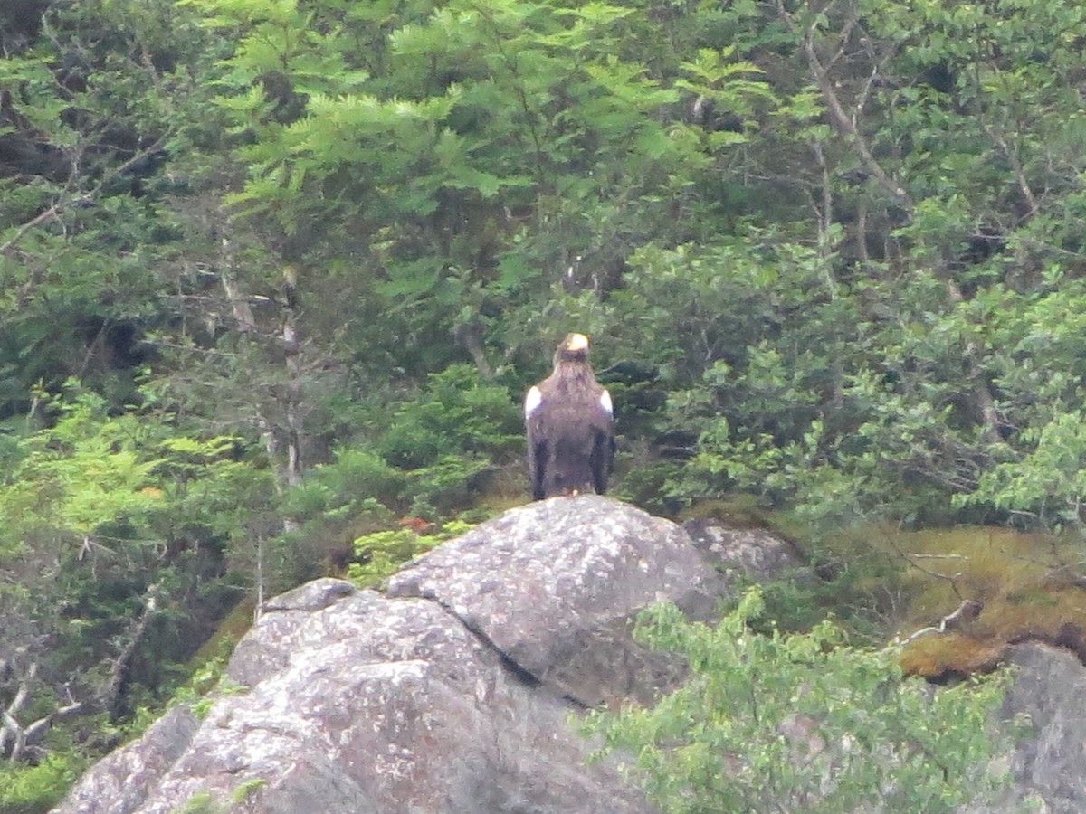 Steller's Sea-Eagle - ML640321403