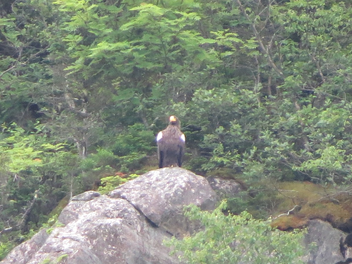 Steller's Sea-Eagle - ML640321404
