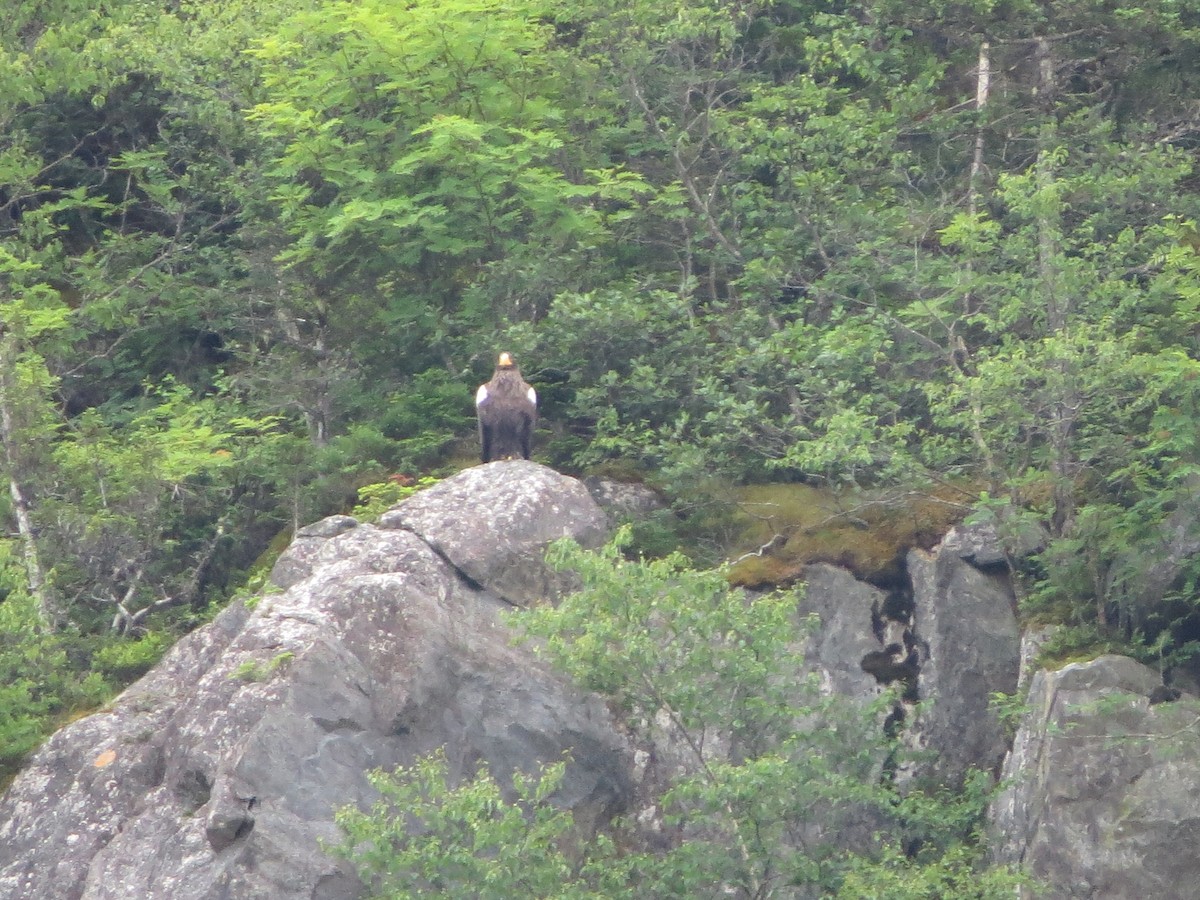 Steller's Sea-Eagle - ML640321406