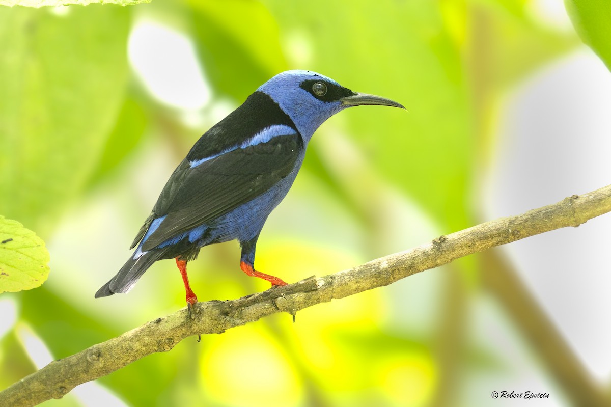 Red-legged Honeycreeper - ML640321432