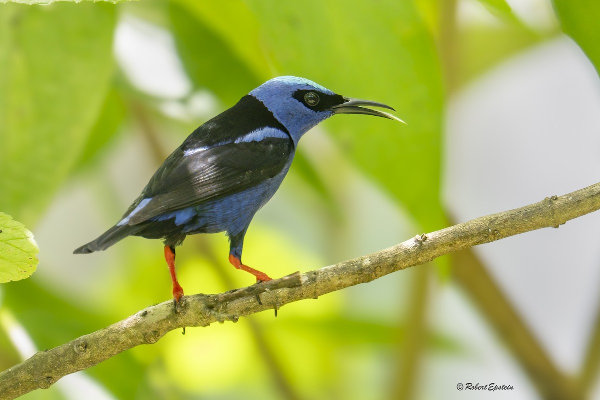 Red-legged Honeycreeper - ML640321433