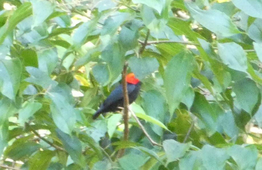Red-headed Manakin - ML640321487
