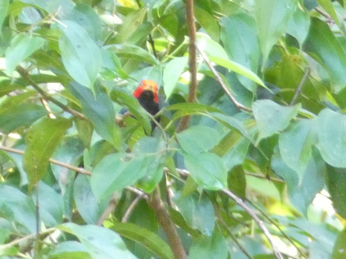 Red-headed Manakin - ML640321489