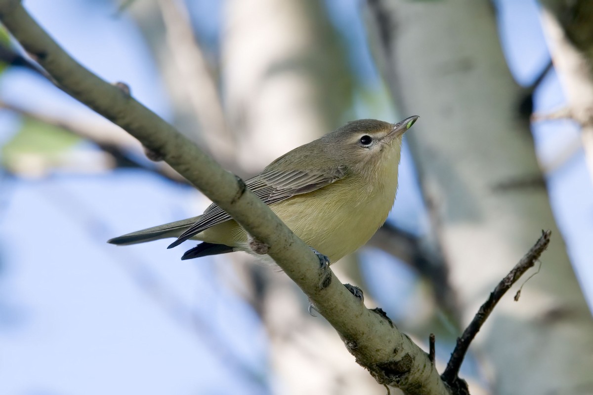 Eastern Warbling Vireo - ML640321529