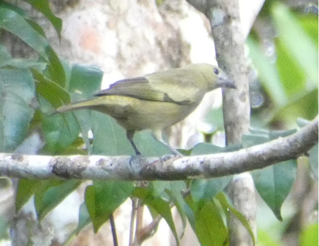 Palm Tanager - ML640321548