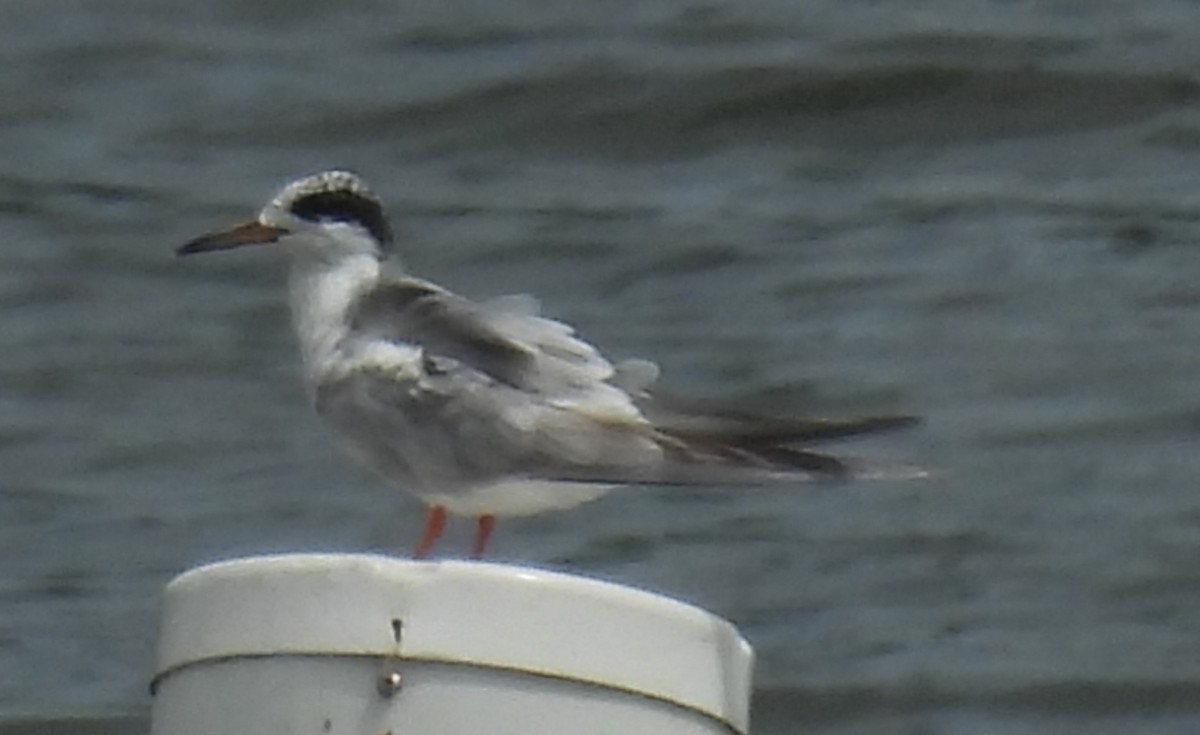 Forster's Tern - ML640321563