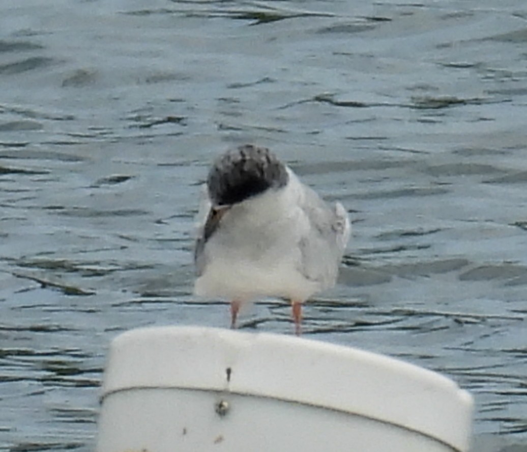 Forster's Tern - ML640321564
