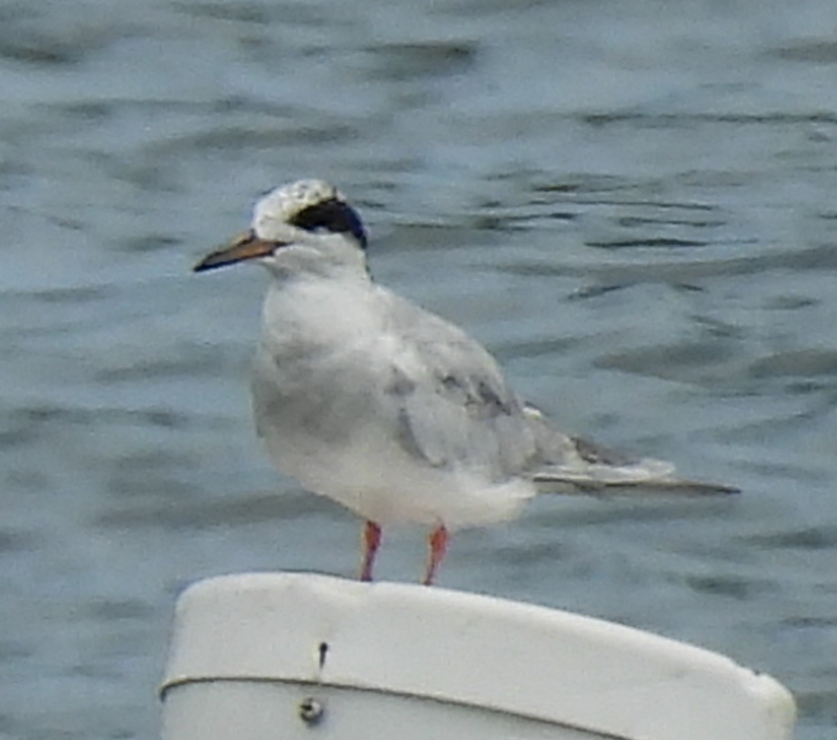 Forster's Tern - ML640321565