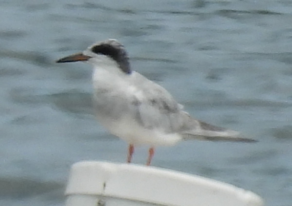 Forster's Tern - ML640321566
