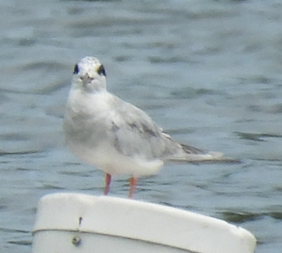 Forster's Tern - ML640321567