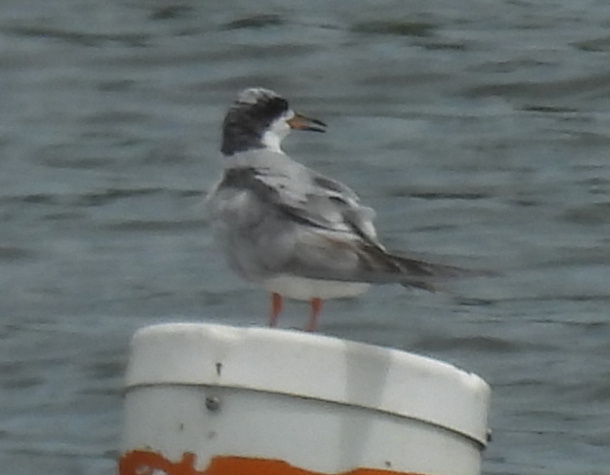 Forster's Tern - ML640321568
