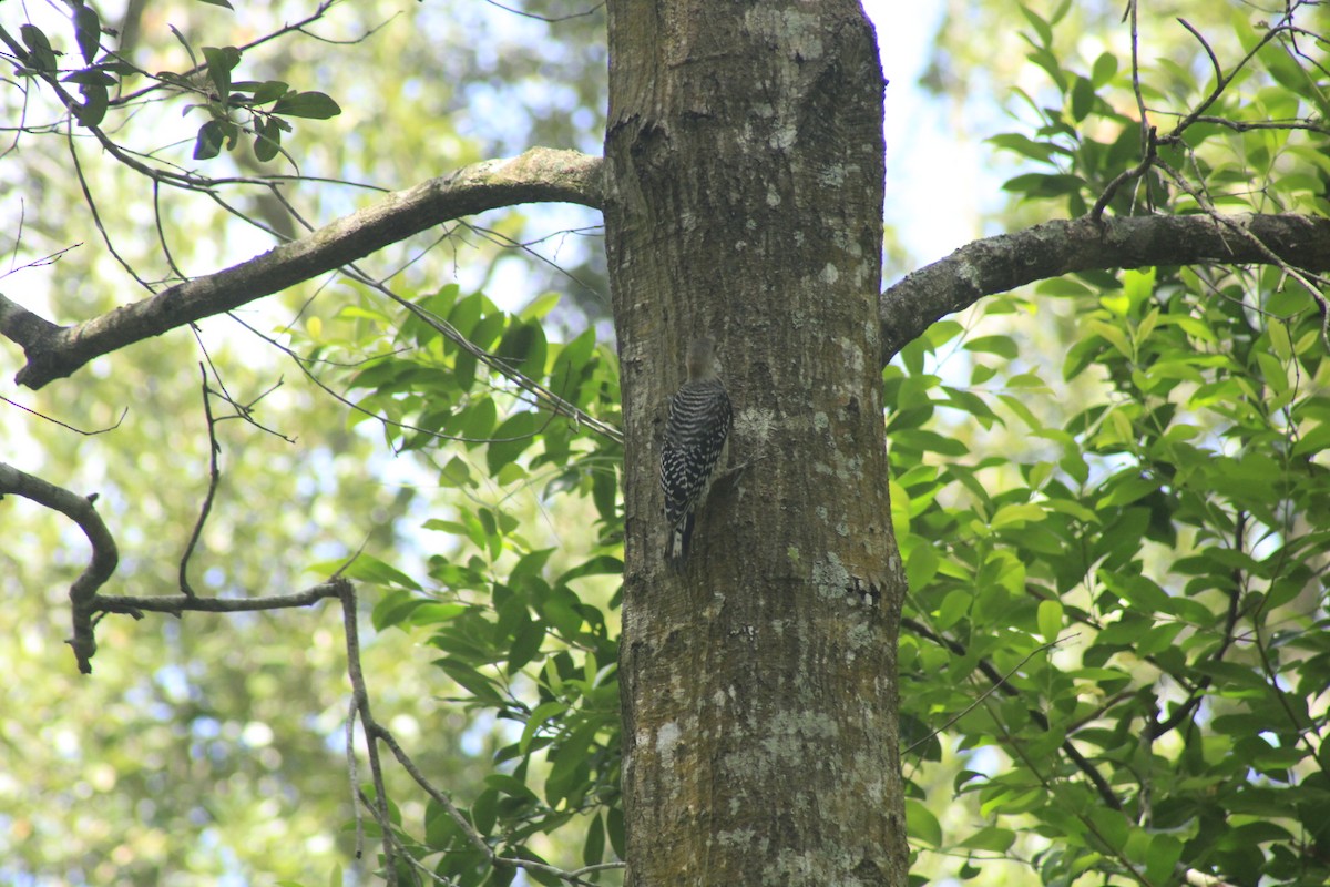 Red-bellied Woodpecker - Jordi Salguero