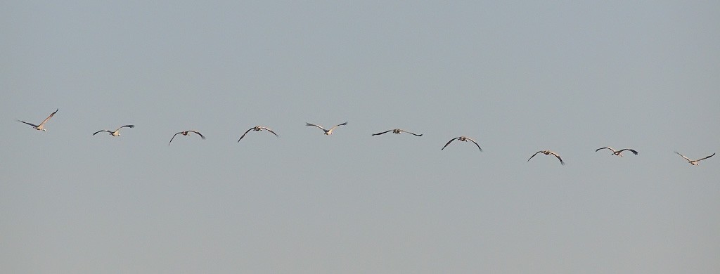 Common Crane - ML640321625