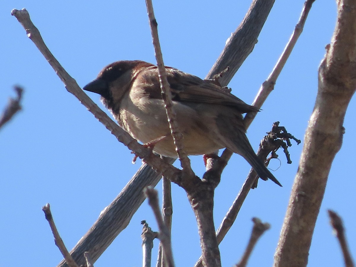 House Sparrow - ML640321646