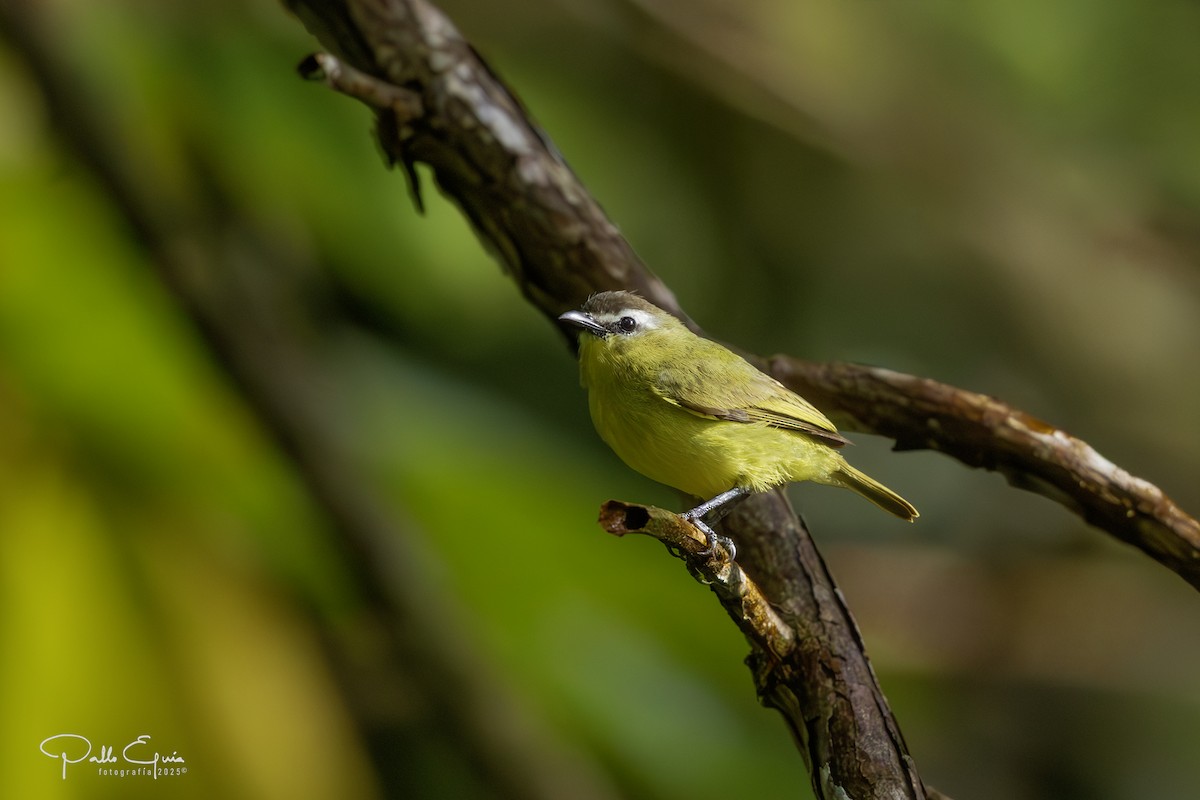 Brown-capped Tyrannulet - ML640321667