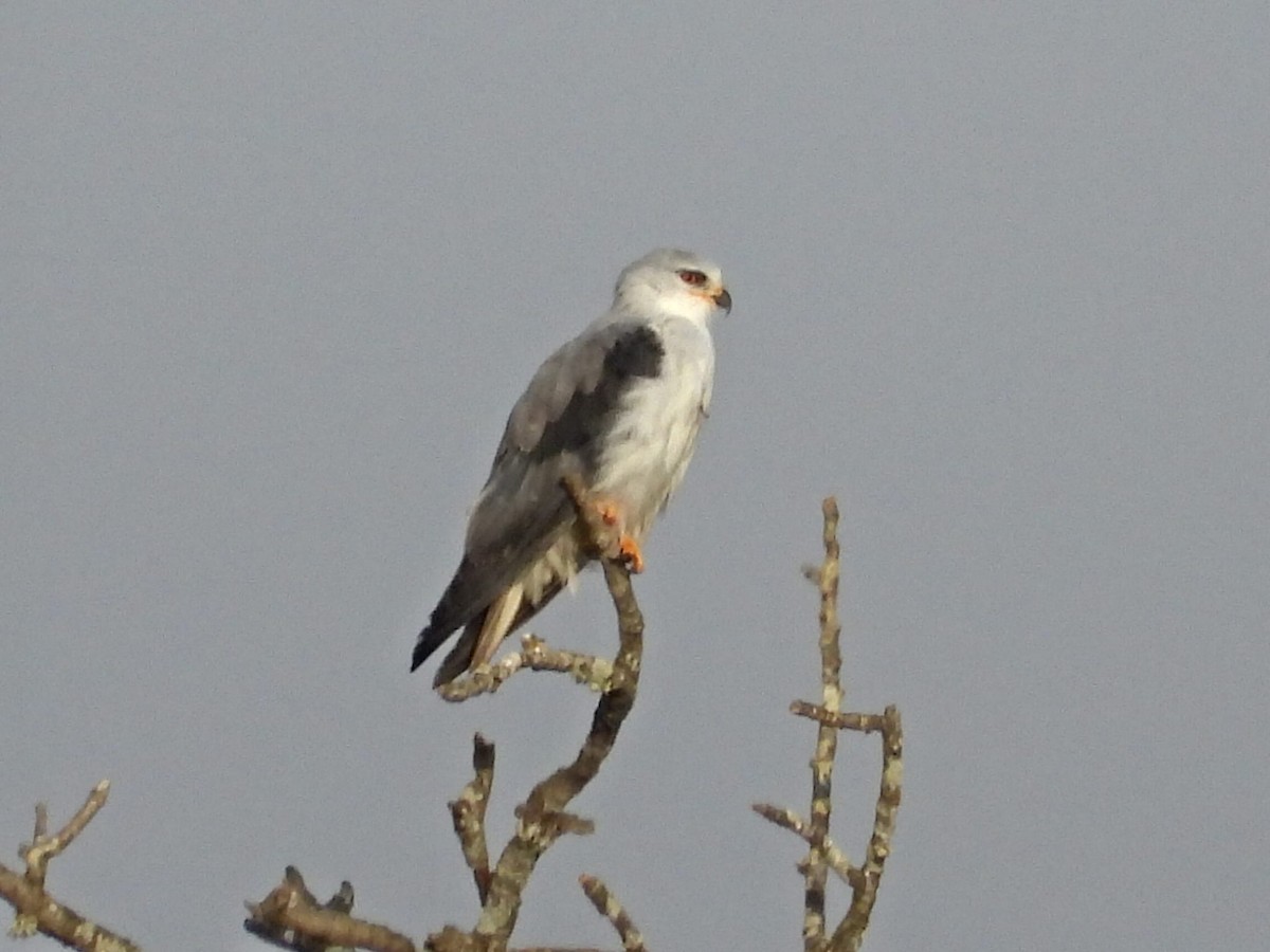 Black-winged Kite - ML640321692