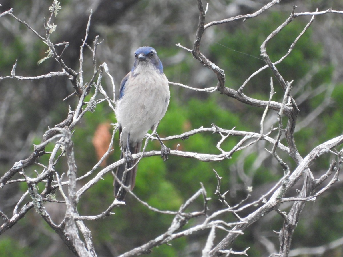 Woodhouse's Scrub-Jay (Woodhouse's) - ML640321755