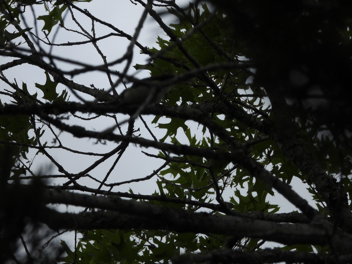 Black-capped Vireo - ML640321788