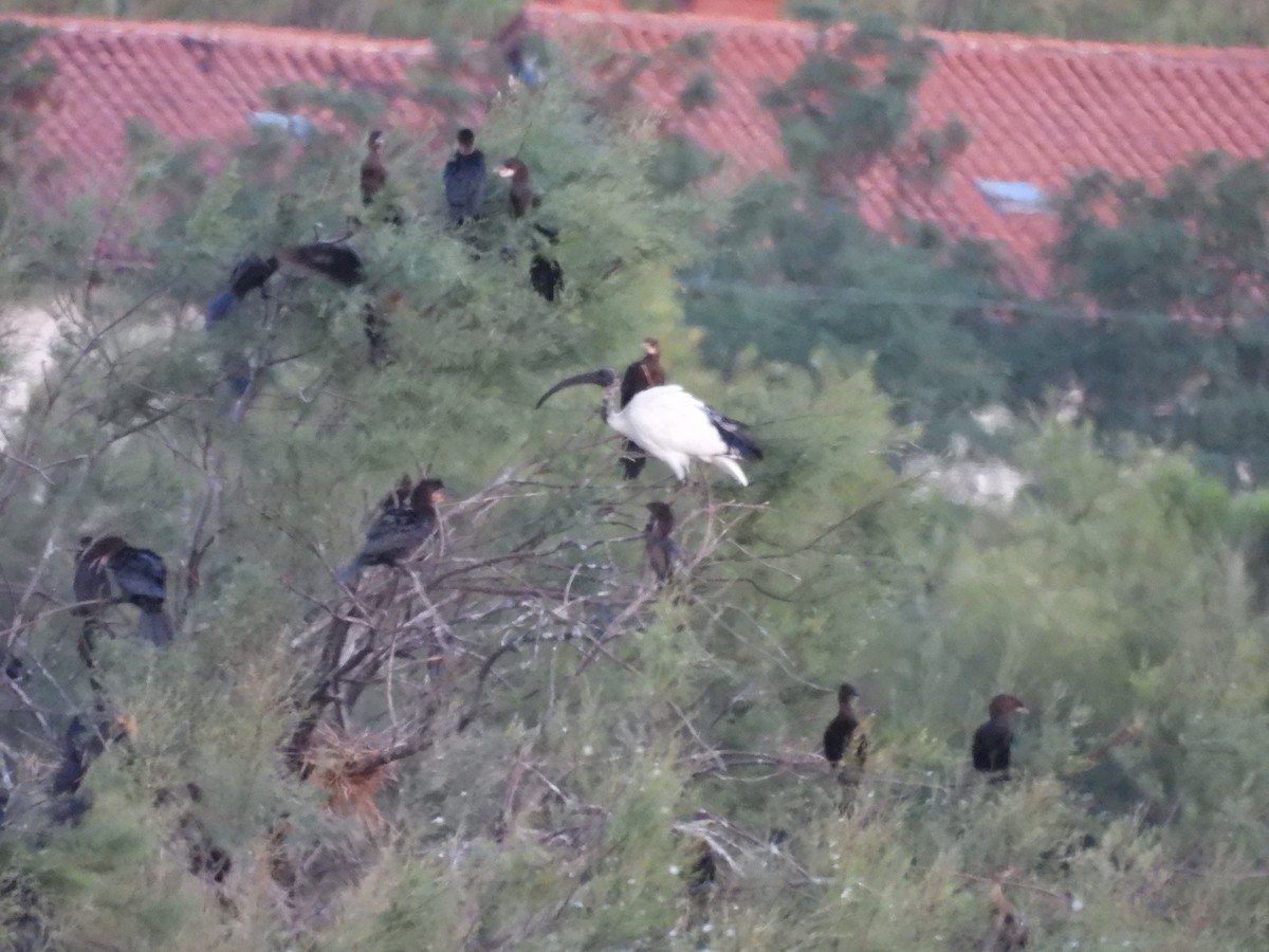 Ibis sakratua - ML640321823
