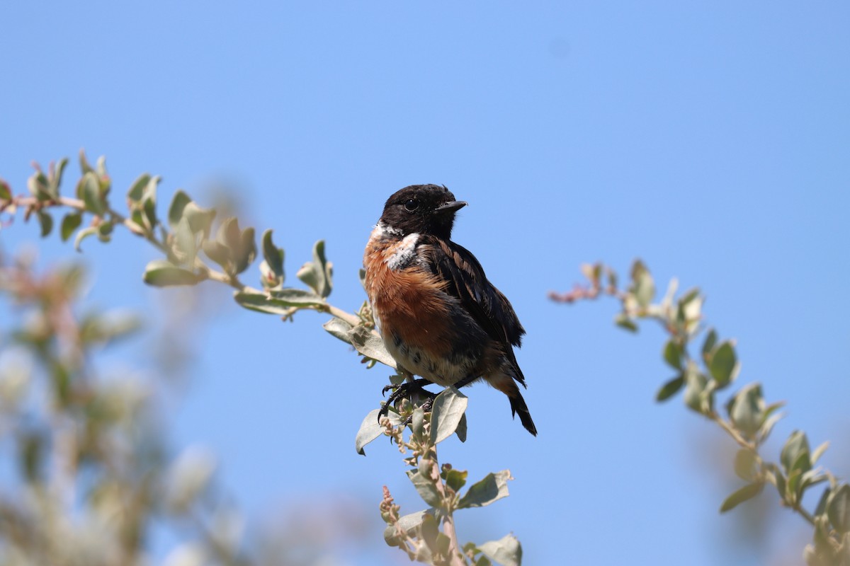 European Stonechat - ML640321874