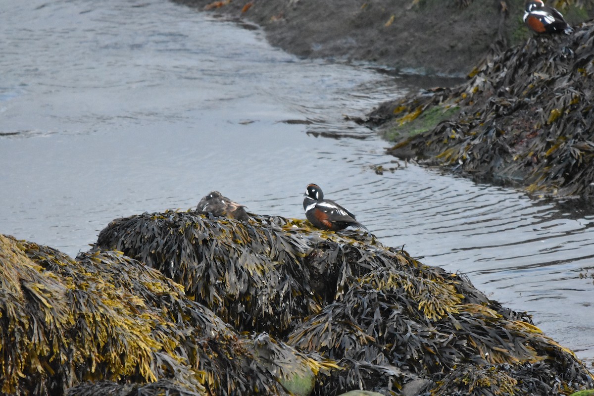 Harlequin Duck - ML640321885
